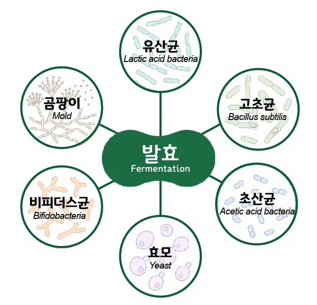 발효를 중심에 둔 여섯 가지 미생물 다이어그램